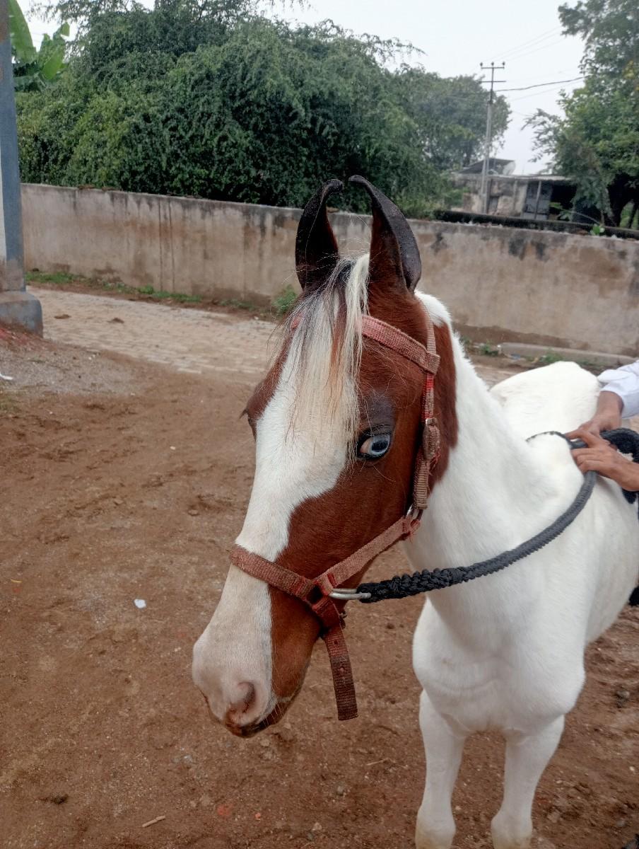 થંબનેલ 3