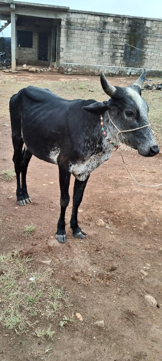 આ વાસડી વેશવાની છે
