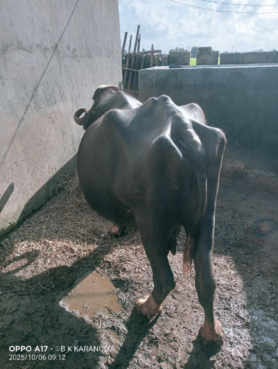 ભેસવેસવાનીસે