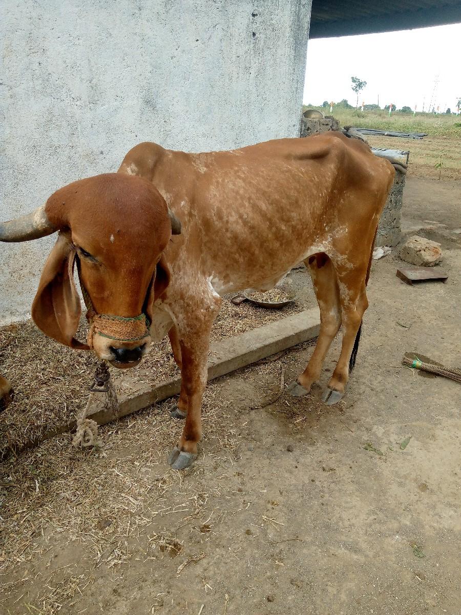 થંબનેલ 3