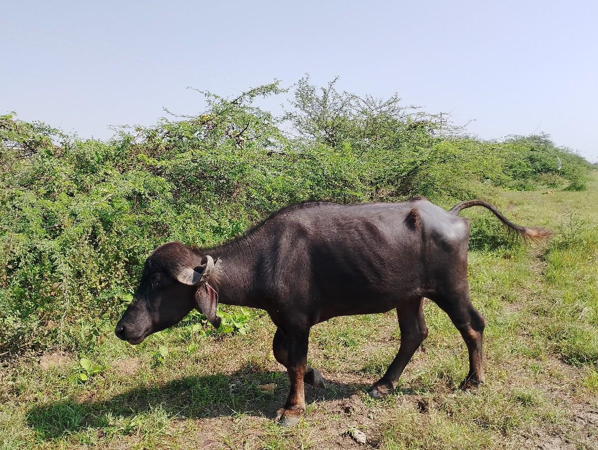 થંબનેલ 3