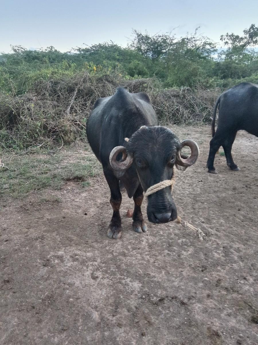 તન ખડેલી વેચવાનીશે9898476750