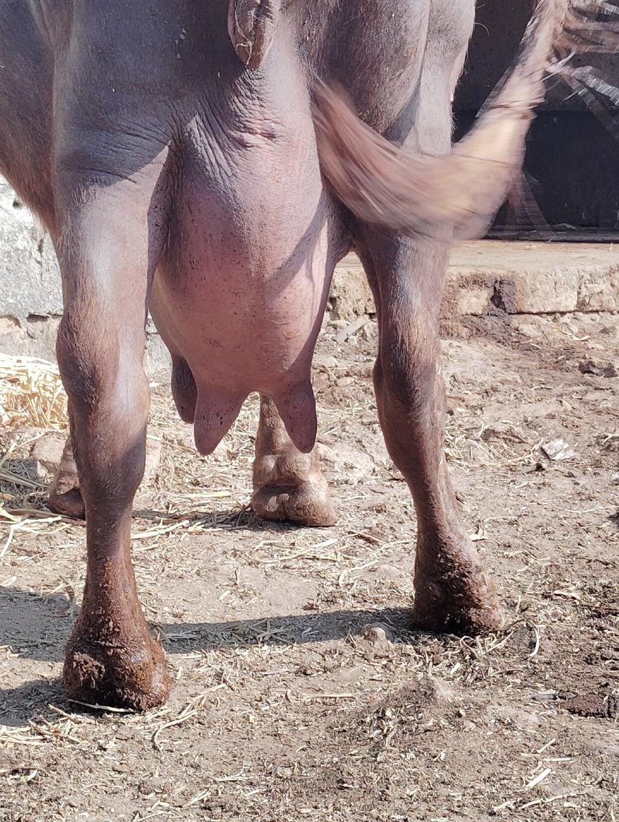 ભેંસ વેચવાની છે