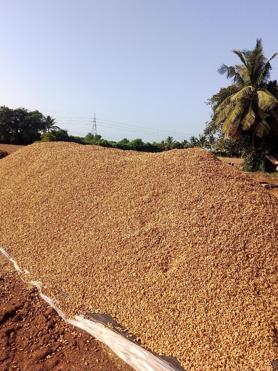 ગુજરાત 11 દેસી માંડવી