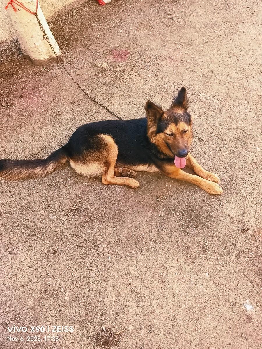 orijanal jarman sefar