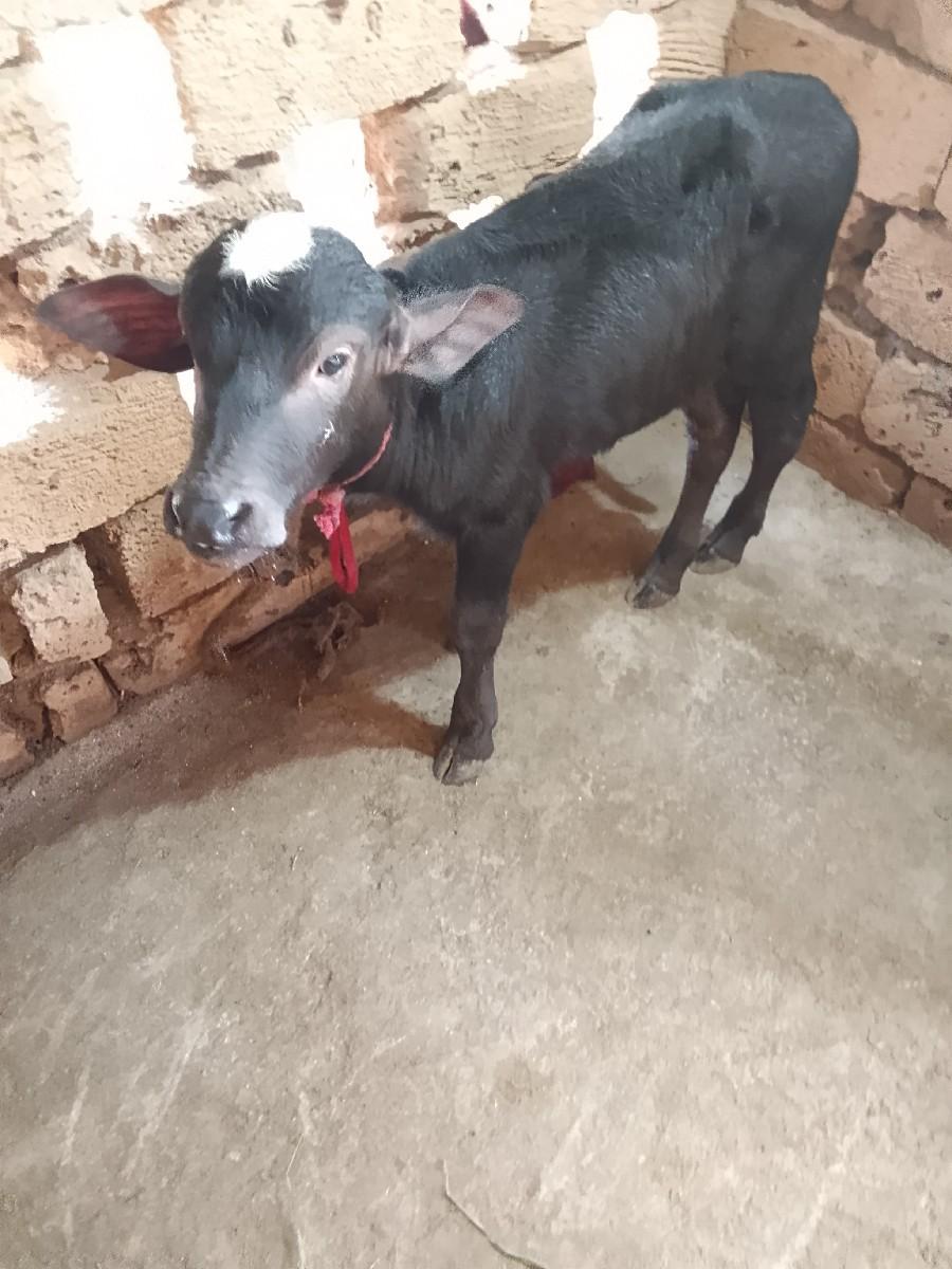 થંબનેલ 3