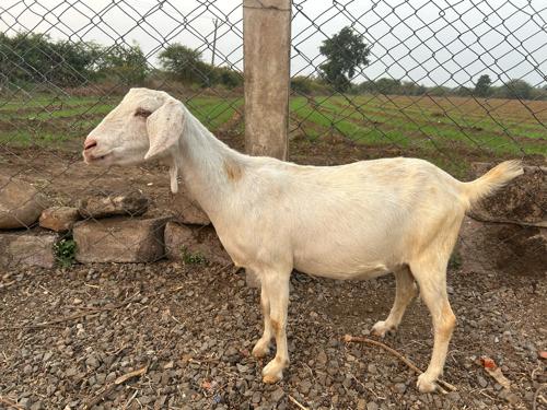 થંબનેલ 3