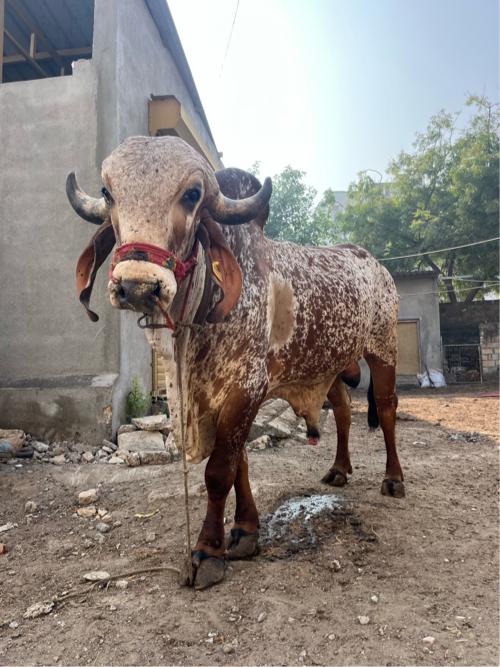 થંબનેલ 3