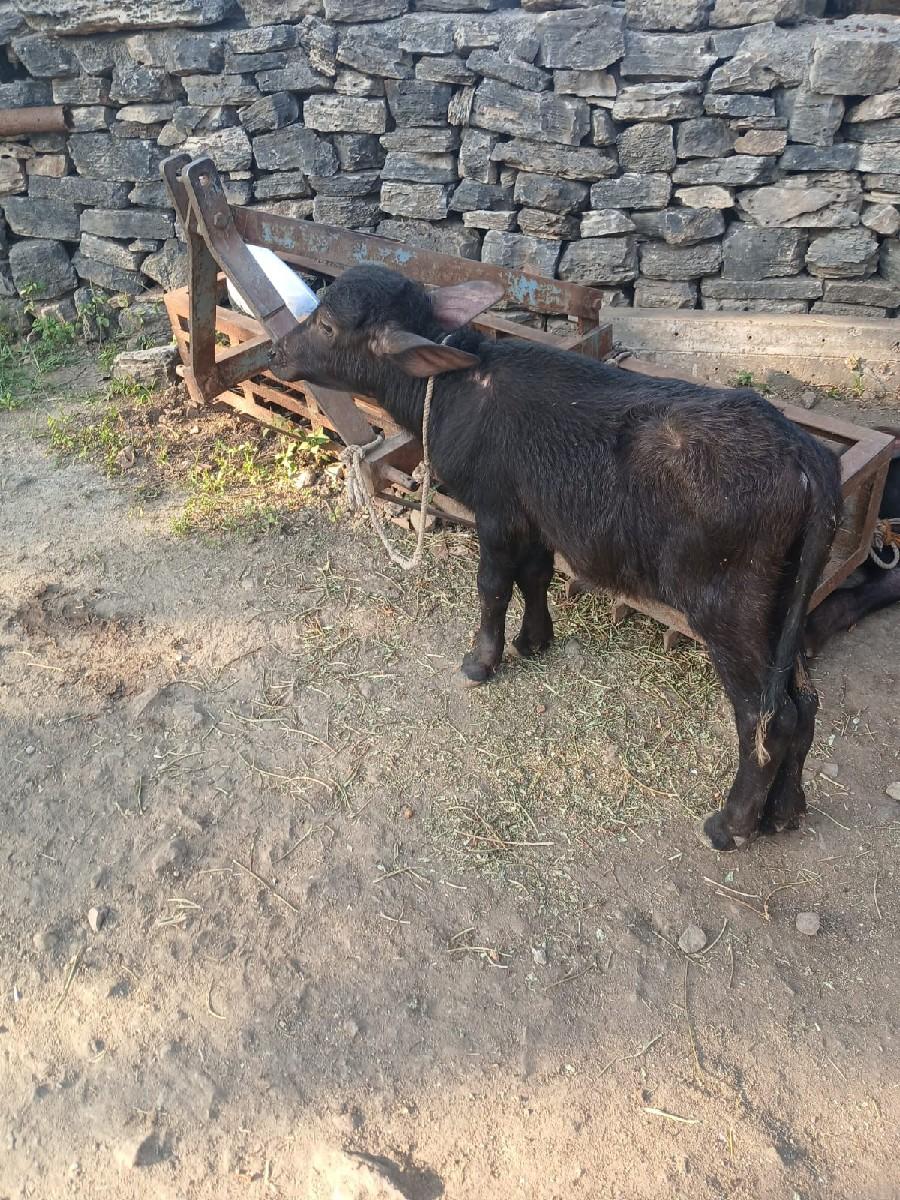 થંબનેલ 3