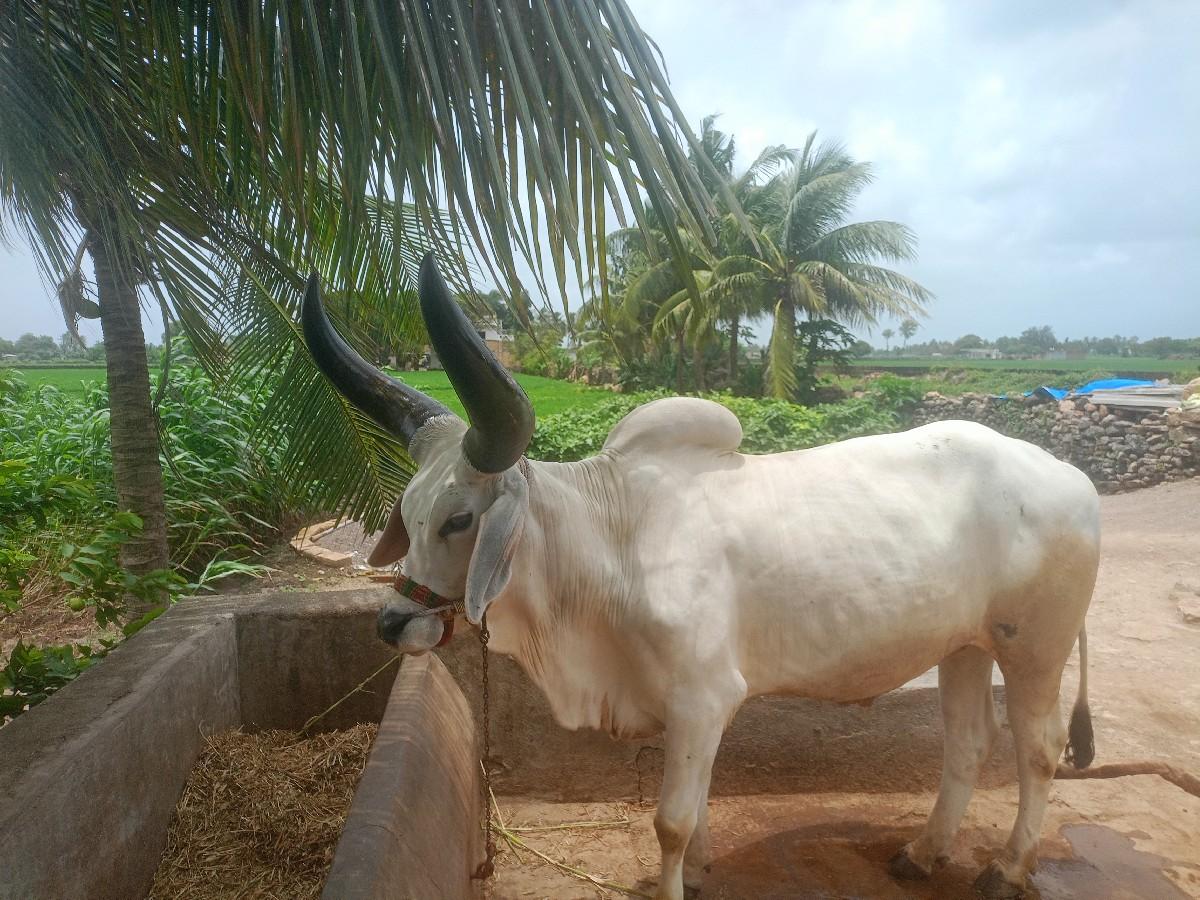 થંબનેલ 2