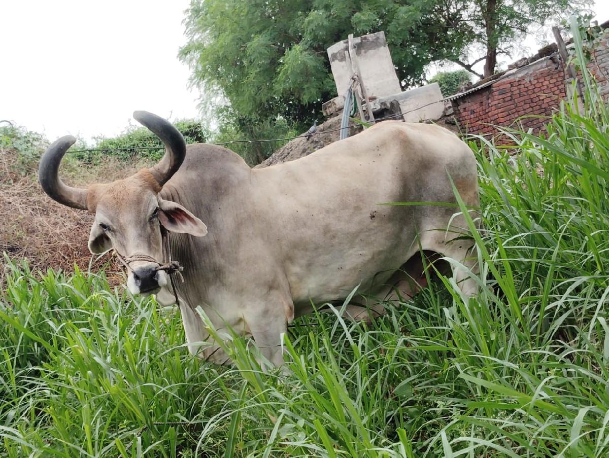 આ વેચવાનો છે