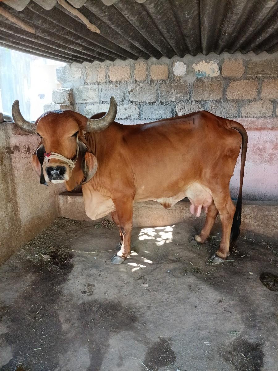 થંબનેલ 3