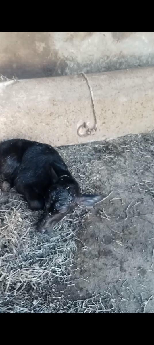 ત્રણ દી ની વિયાર હેઠે પાડી