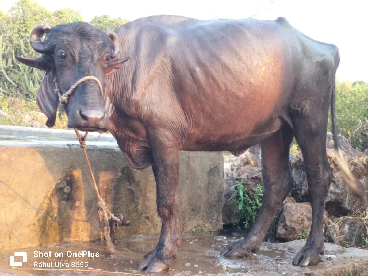 થંબનેલ 2