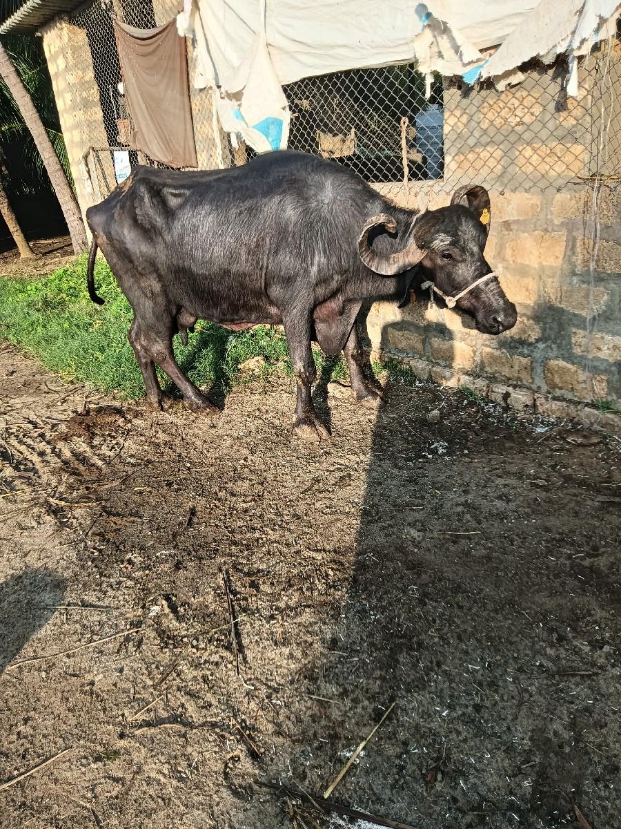 ભેંસ વેચવાની છે