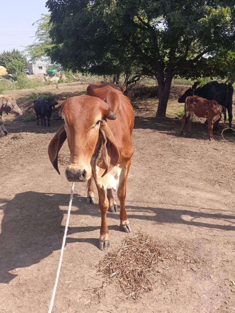 થંબનેલ 3