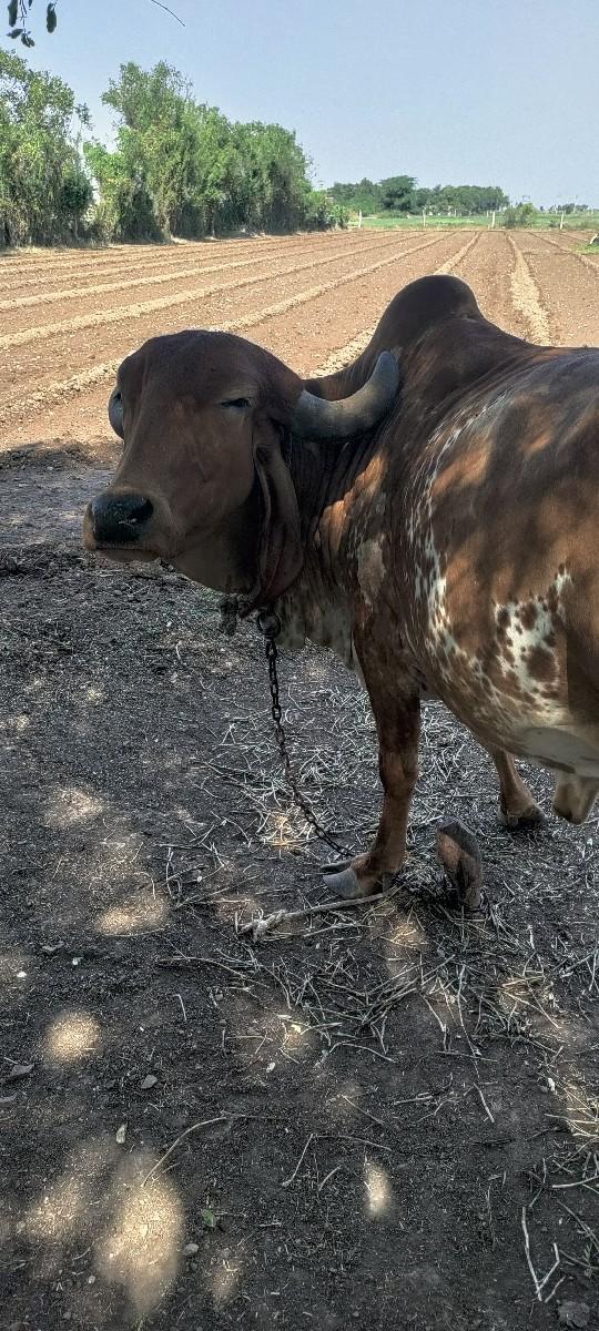 ગાય વેચ વાની સે