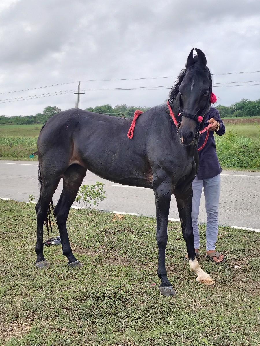 થંબનેલ 3