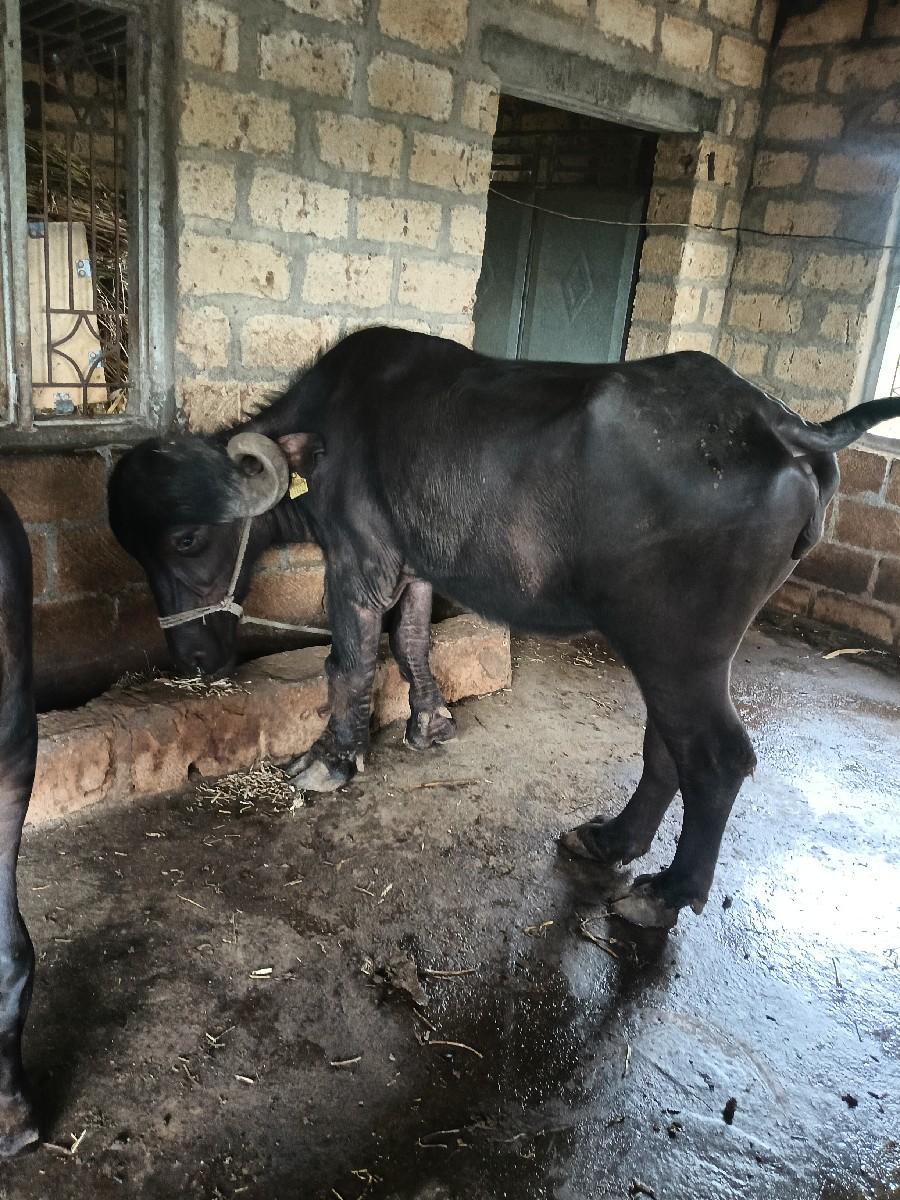 ખડેલી વેંચવા નીછૈ