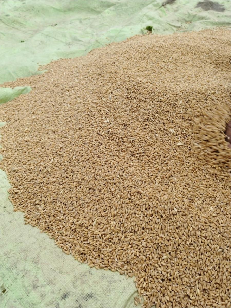 ઘઉ વેચવાના છે
બીયારણ માટે