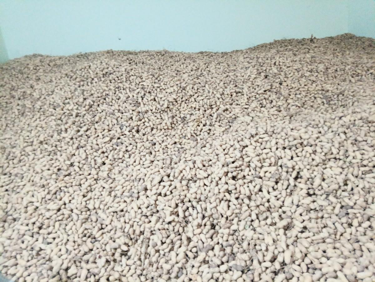 G20 જે 20 માંડવી