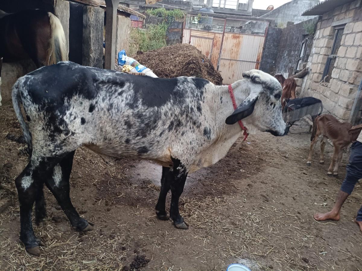 જશી વાસરડી વેચવાની સે