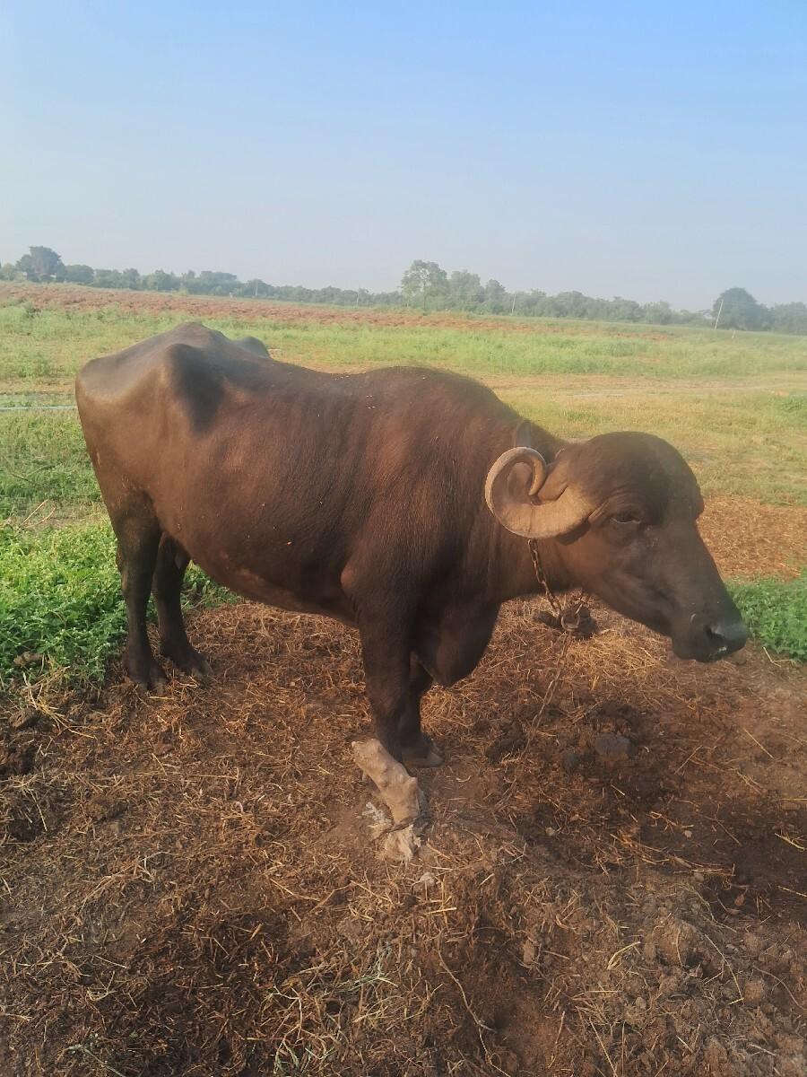 થંબનેલ 3