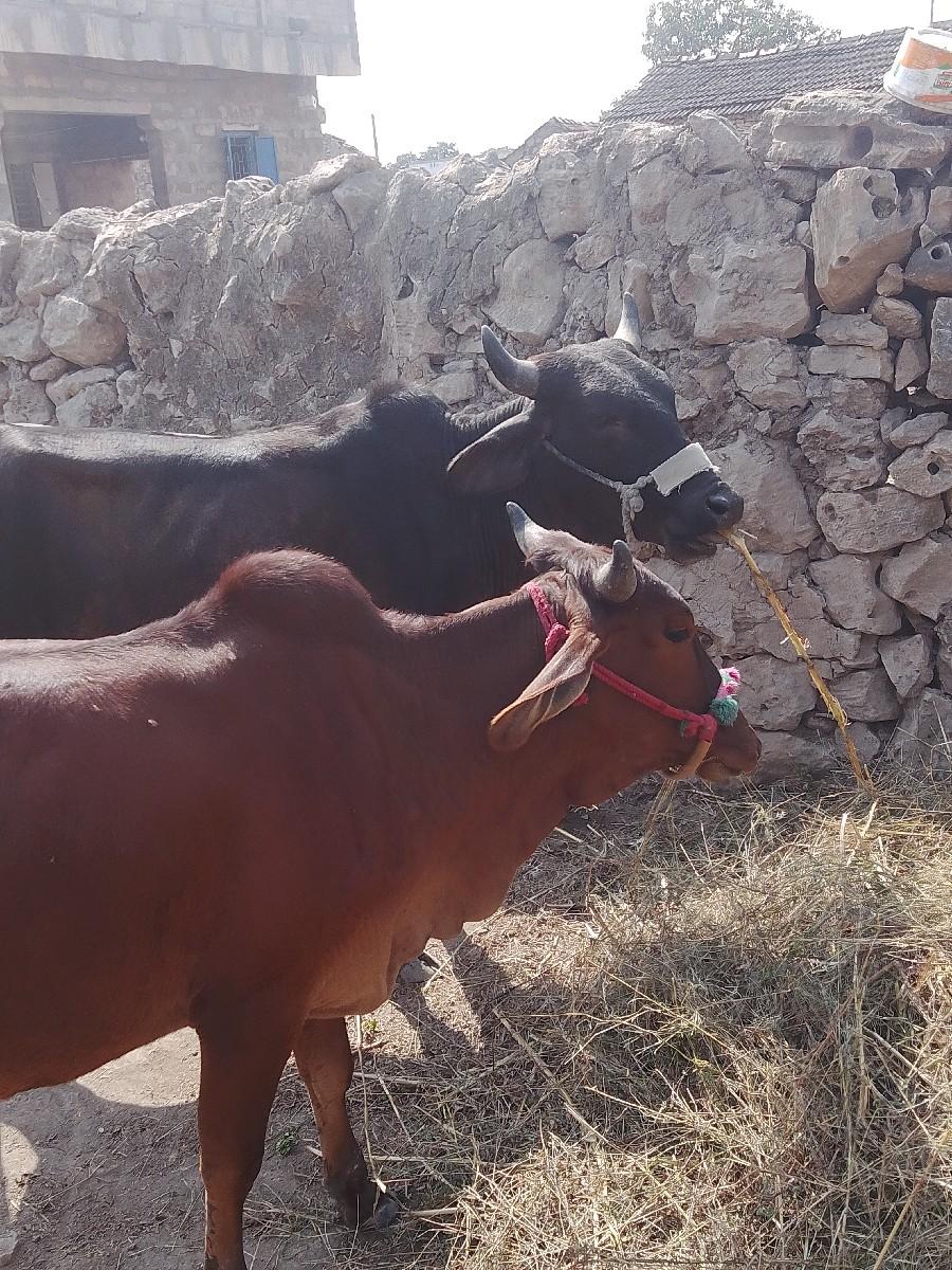 થંબનેલ 2