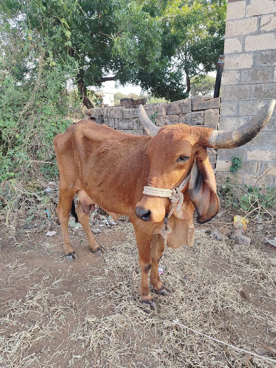 થંબનેલ 2