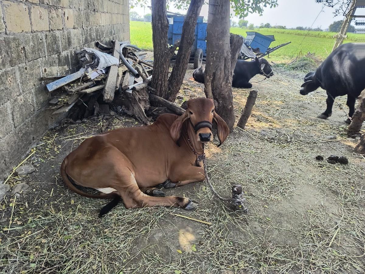 थंबनेल 2