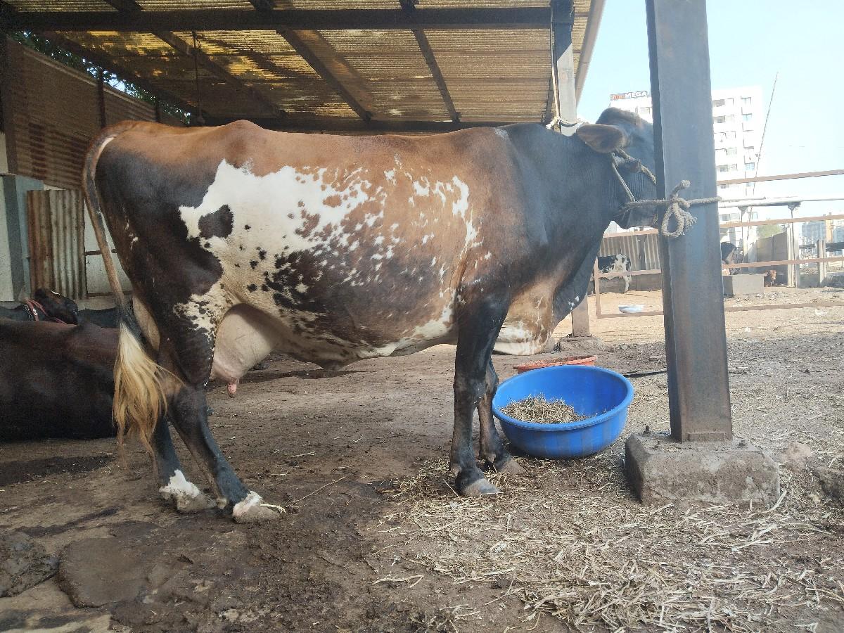 થંબનેલ 3