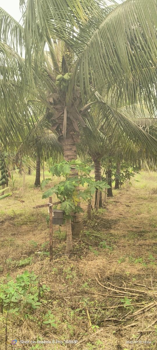 નારયેરી નો બગીચો ઇજારો દેવાનો સે
