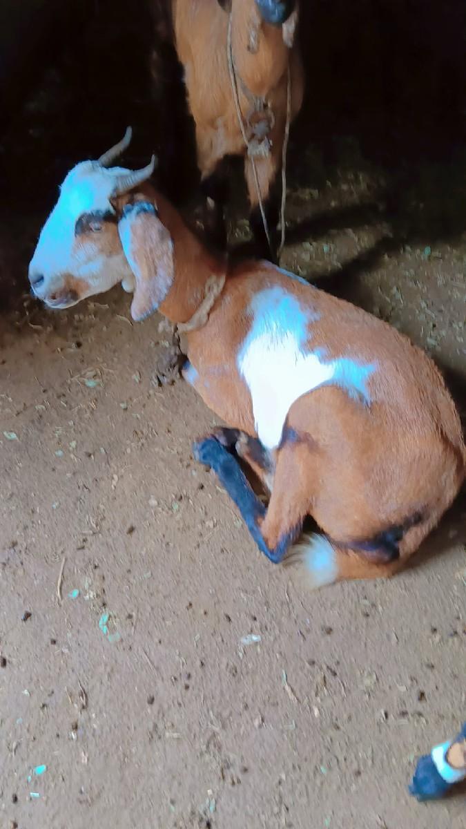 થંબનેલ 3