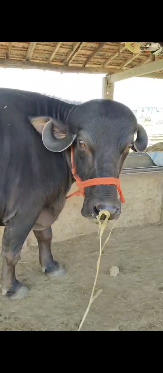 થંબનેલ 3