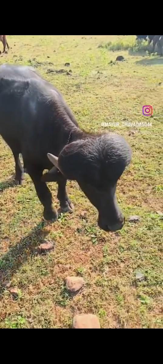 થંબનેલ 2