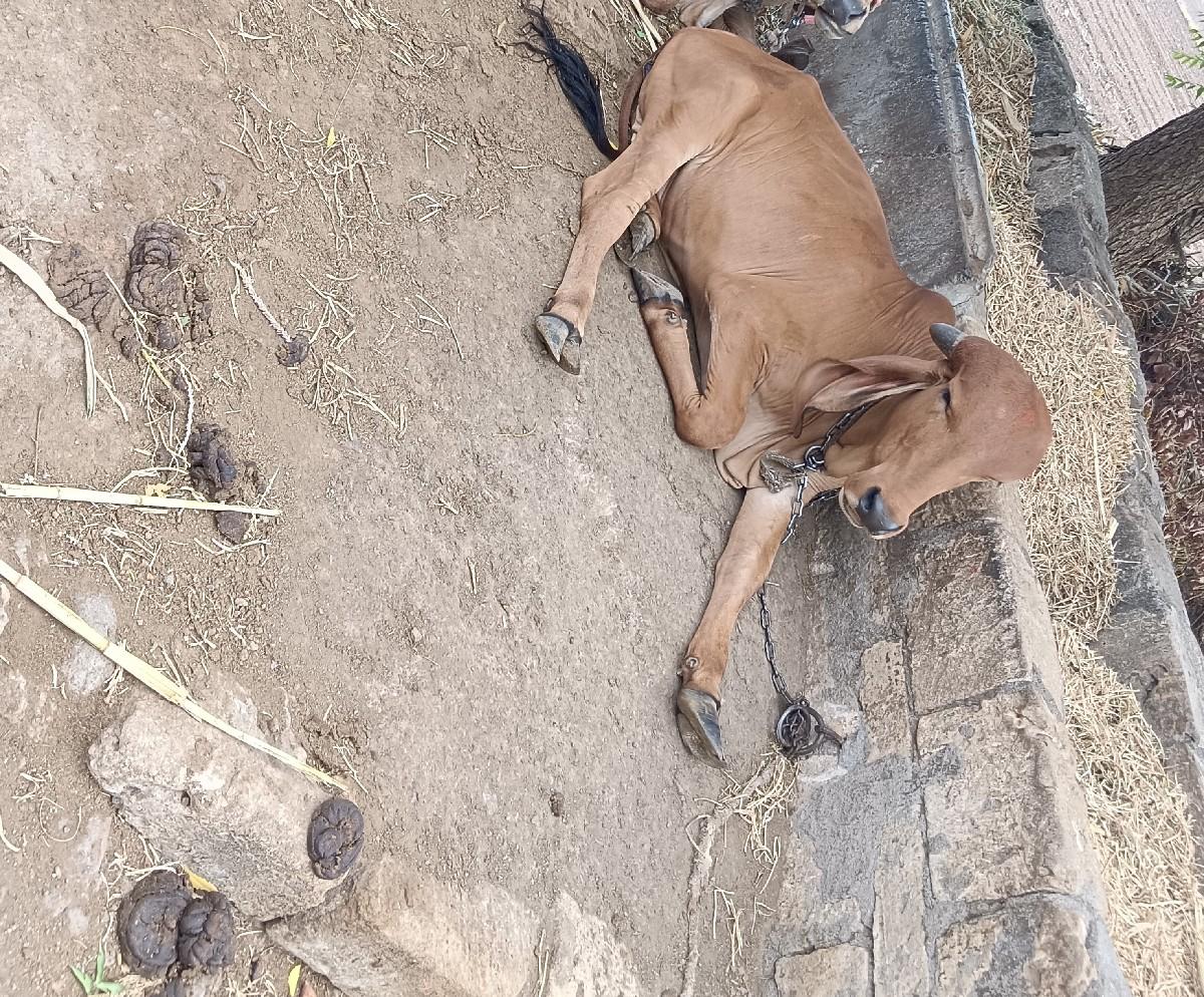 વસડી વેચવાની છે