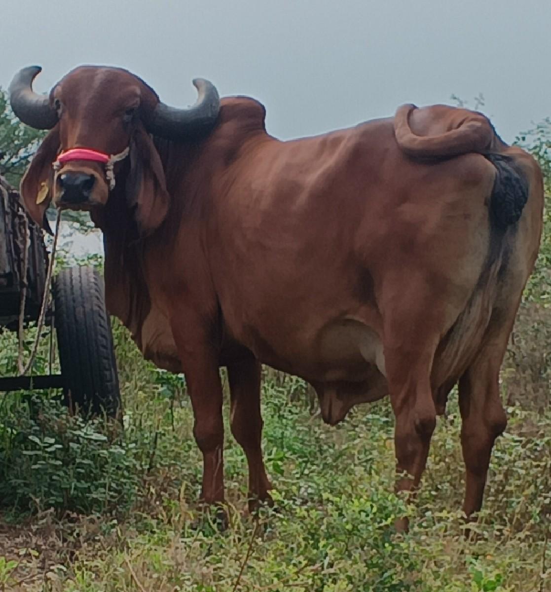 થંબનેલ 2