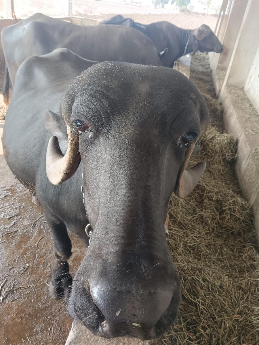 થંબનેલ 3