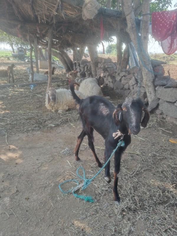 થંબનેલ 2