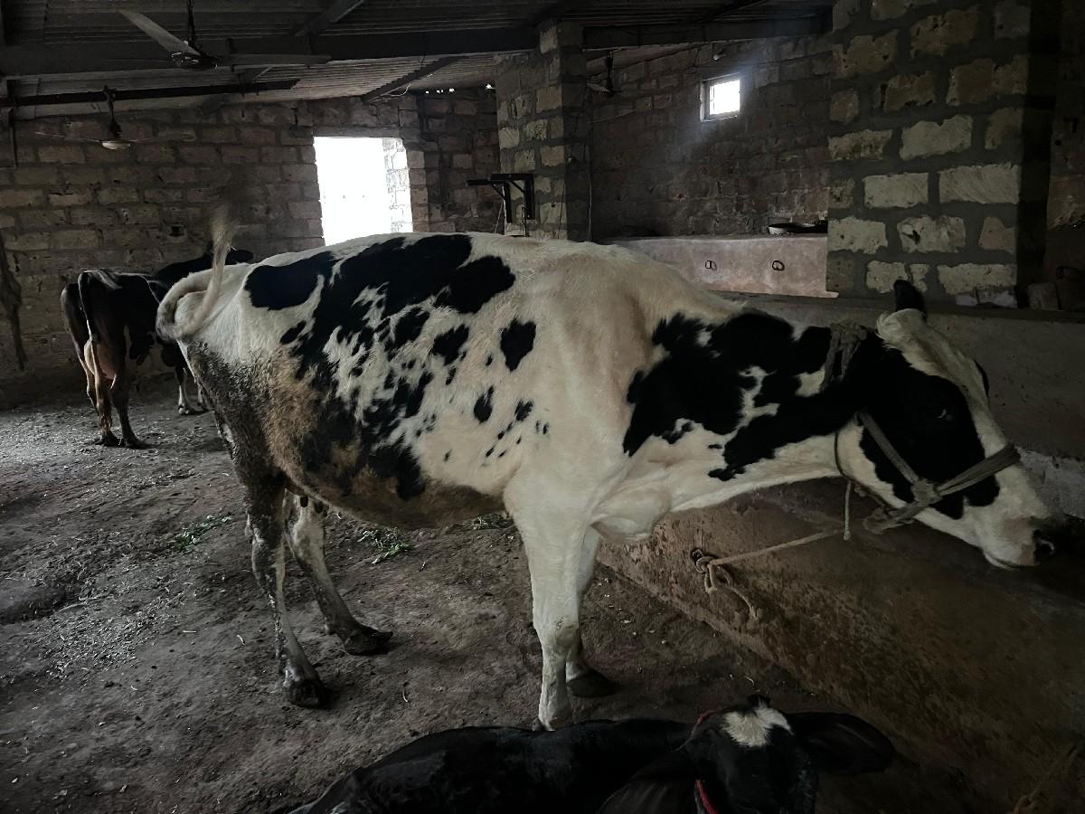 થંબનેલ 3