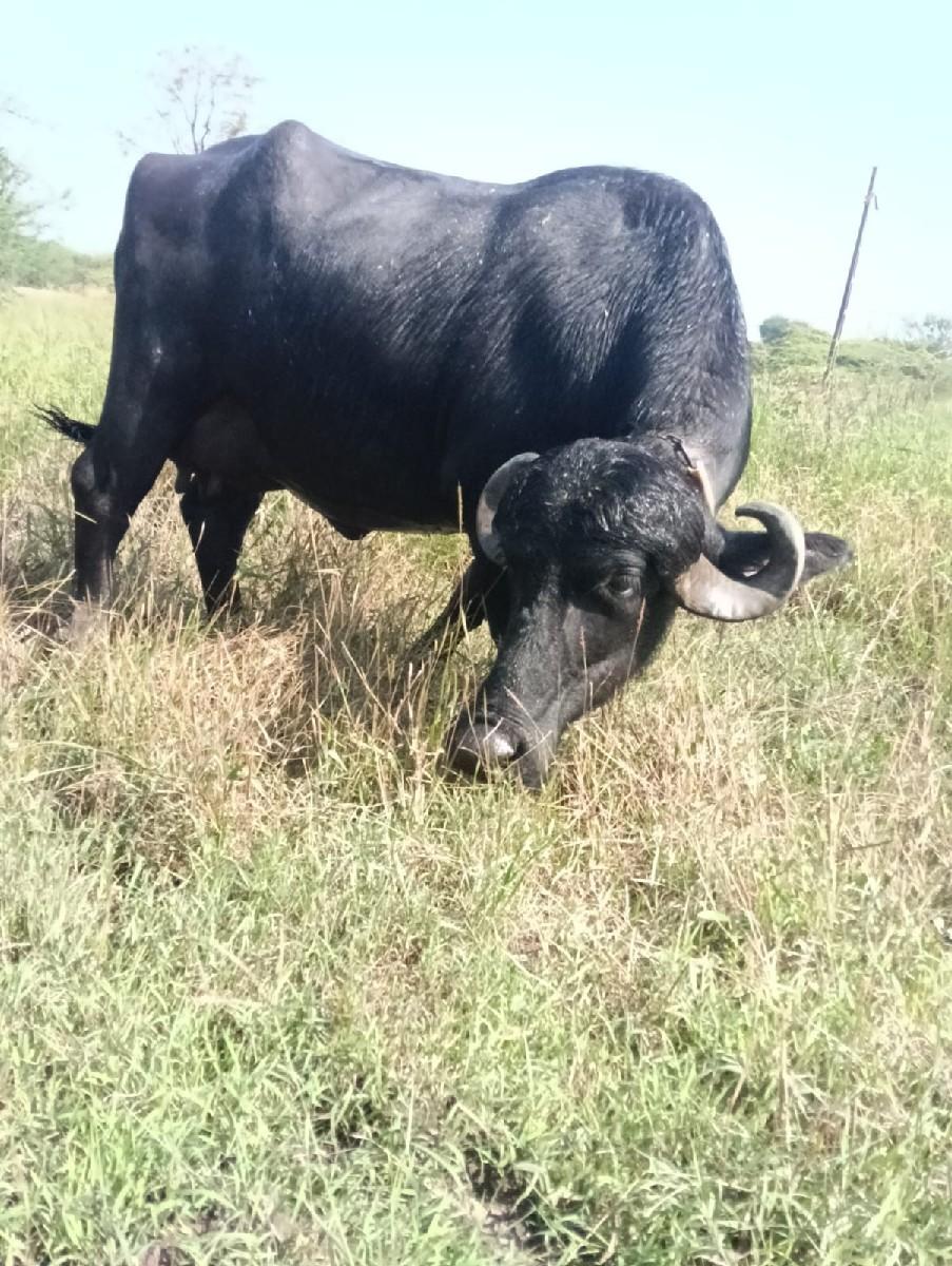 ભેંસ વેચવાની છે