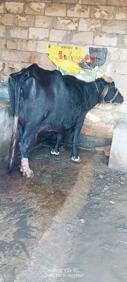 થંબનેલ 2