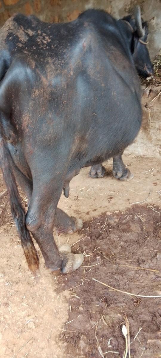 ભેંસ વેચવાની છે