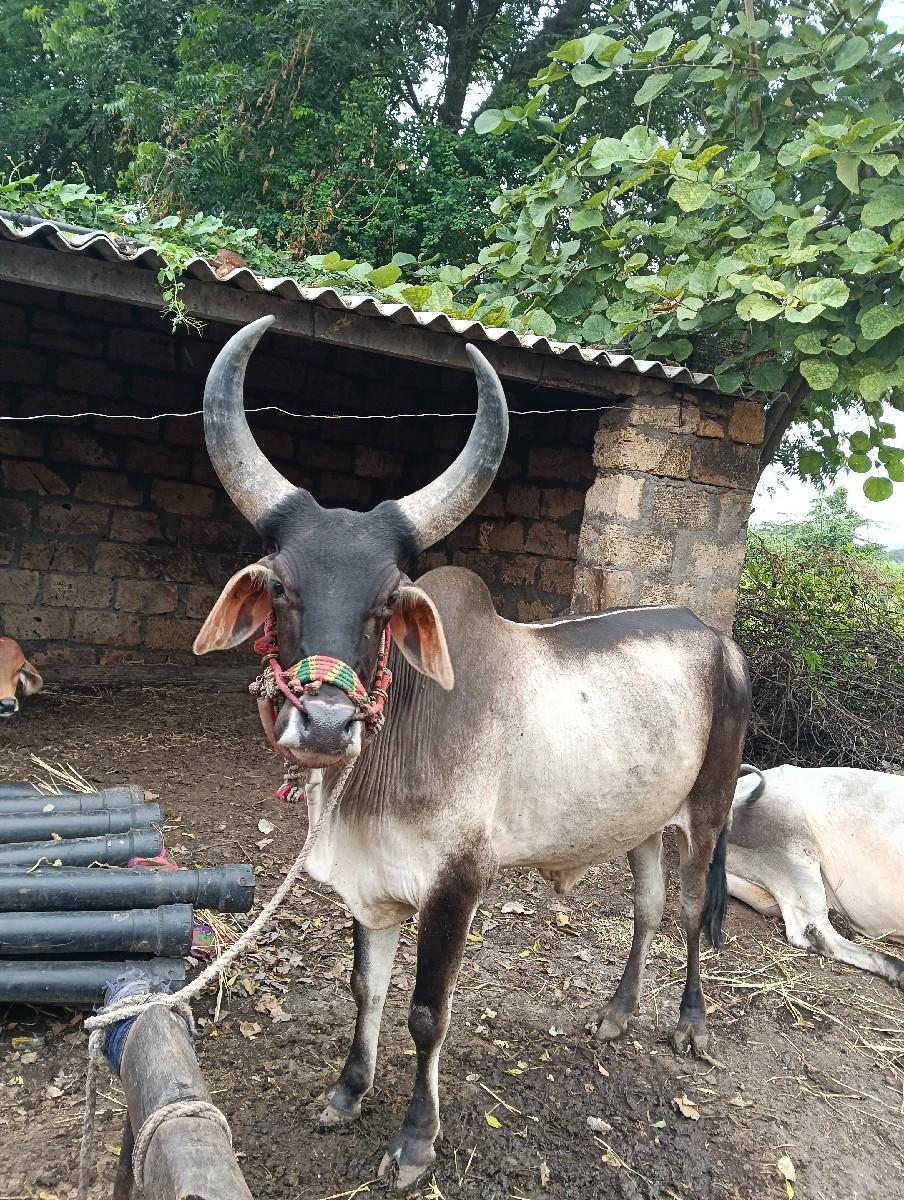 થંબનેલ 3