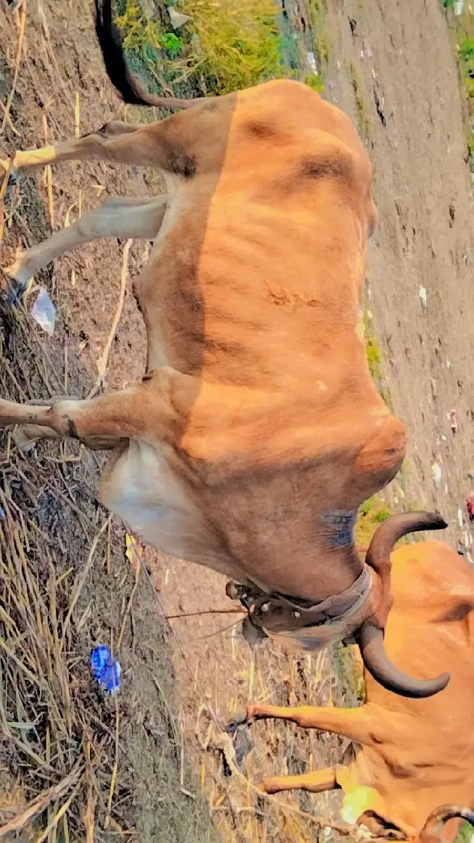 થંબનેલ 3