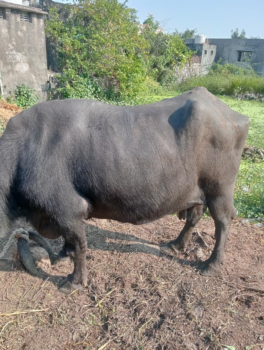 થંબનેલ 2