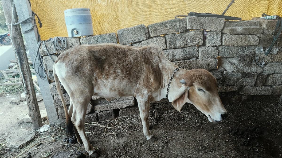 ત્રણ વાછડી વેચવાની છે