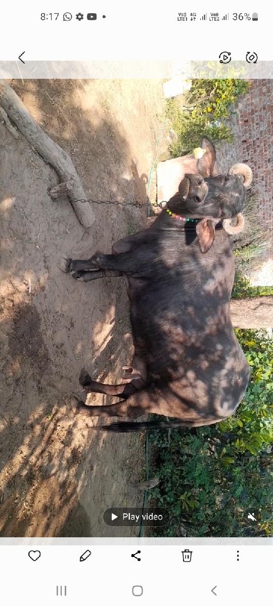 ભેંસ વેચવાની છે