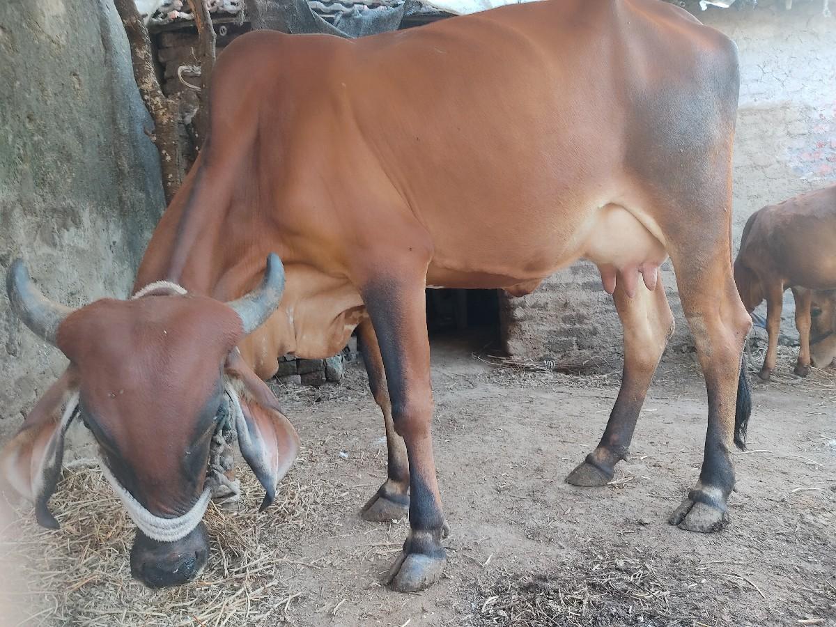 થંબનેલ 3