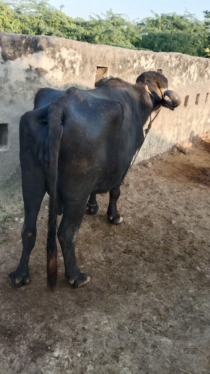 થંબનેલ 3